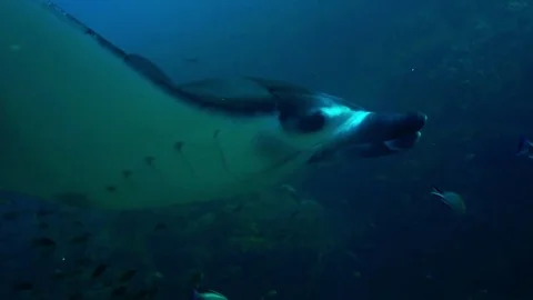 A manta ray, Manta birostris Stock Footage 74921674