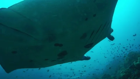 A manta ray, Manta birostris Stock Footage 74922828