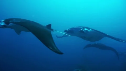 A manta ray, Manta birostris 動画素材 74923075