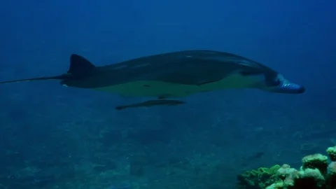A manta ray, Manta birostris Stock Footage 74923918