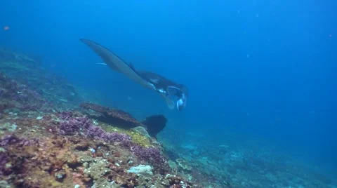 Manta ray (Manta blevirostris) swimming over coral reef Stock Footage 61204341