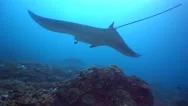 Manta Ray (Manta Blevirostris) Swimming Over Coral Reef Stock Footage