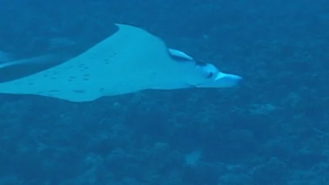 Manta ray maui Stock Footage 106689049