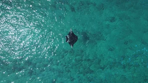 Manta Ray Navigating Ocean Currents - Aerial View Stock Footage 279907250
