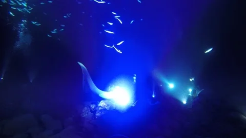 Manta Ray Night Dive Stock Footage 126934580