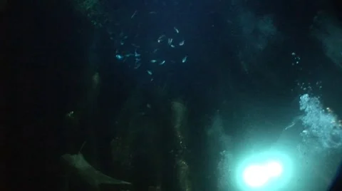 Manta Ray Night Diving Stock Footage 5264606