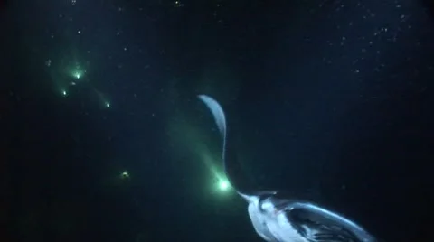 Manta Ray at Night Stock Footage 5257617