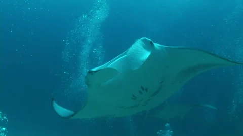 Manta ray  in a ocean.  Stock Footage 56788835