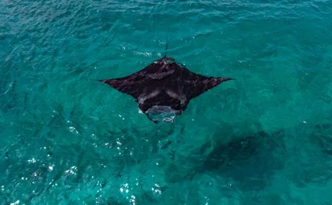 Manta ray in the ocean. Stock Photos