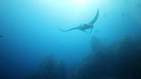 Manta ray over camera Stock Footage 10801603