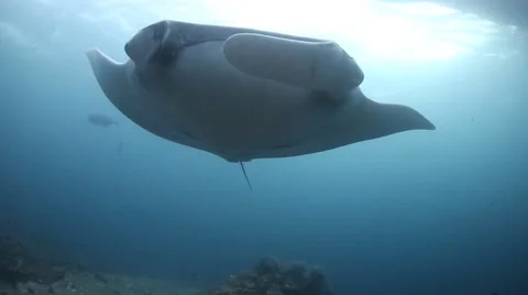 Manta ray overhead underwater Stock Footage 50409492