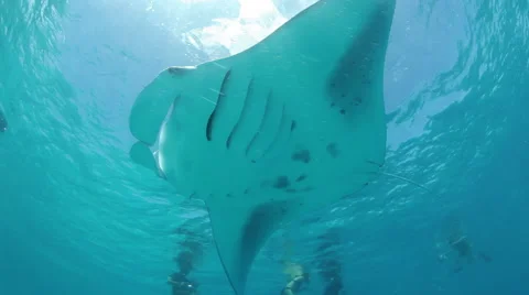 Manta ray passing above Video stock 48037591