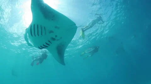 Manta Ray passing across the sun Stock-Footage 48011789