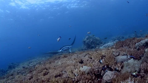 Manta ray passing over beautiful coral reef Stock Footage 112256200