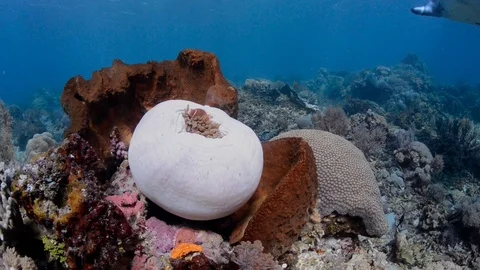 Manta ray passing over bowled up anemone and beautiful coral reef Stock Footage 112233911