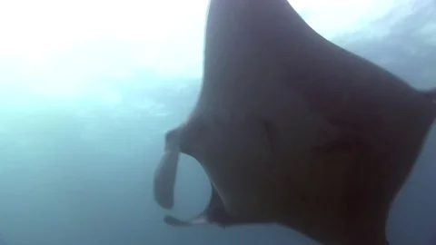 Manta Ray pelagic (Manta birostris) on cleaning station in Raja Ampat Indonesia Stock Footage