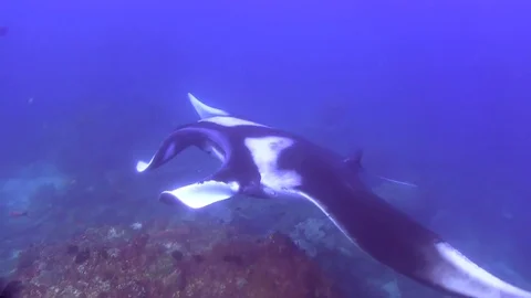 Manta Ray pelagic (Manta birostris) on cleaning station in Raja Ampat Indonesia Stock Footage