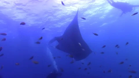 Manta Ray pelagic (Manta birostris) on cleaning station in Raja Ampat Indonesia Stock Footage