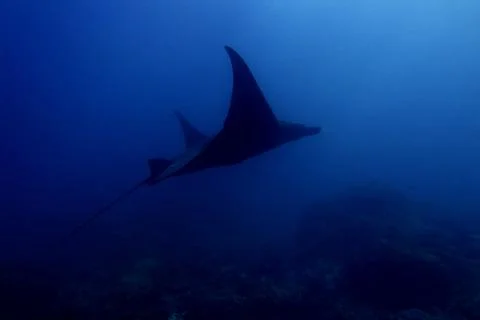 Manta ray Stock Photos