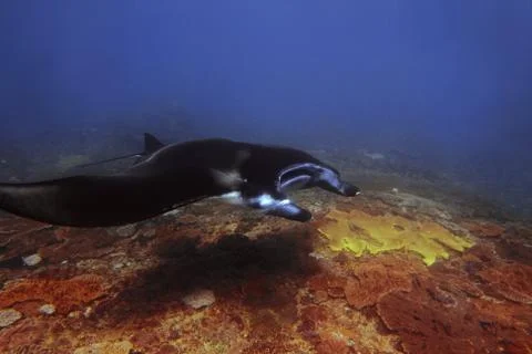 Manta ray Stock Photos