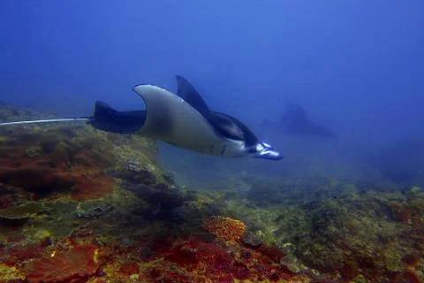 Manta ray Stock Photos