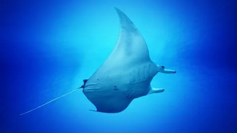 Manta Ray