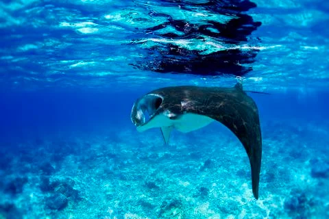 Manta Ray Stock Photos