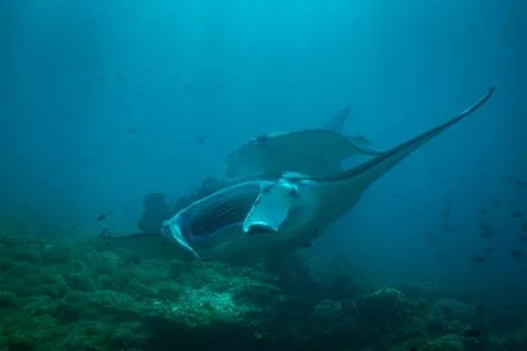 Manta ray Stock Photos