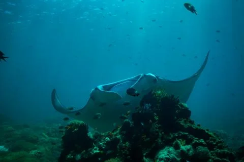 Manta ray Stock Photos
