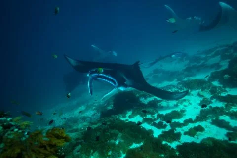 Manta ray Stock Photos