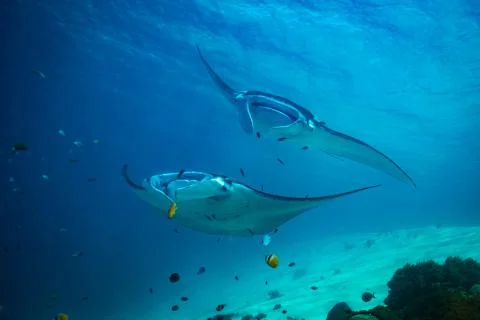 Manta ray Stock Photos