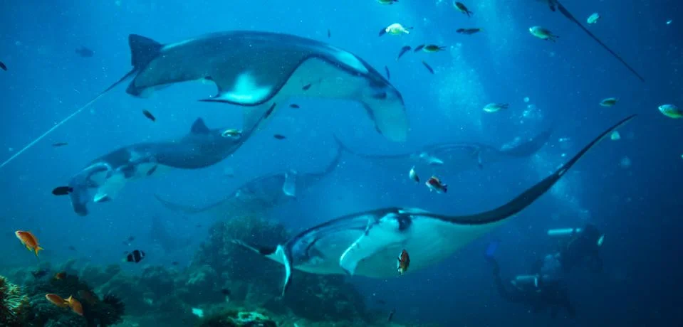 Manta ray Stock Photos