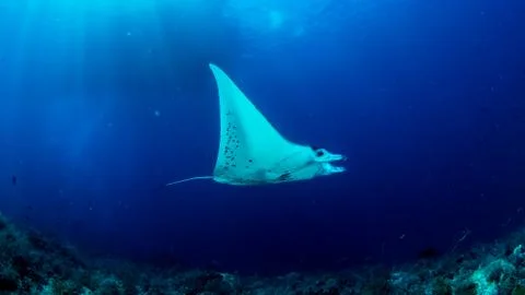 Manta Ray Stock Photos