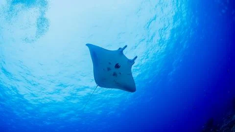 Manta Ray Stock Photos
