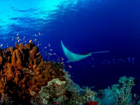 Manta Ray Stock Photos