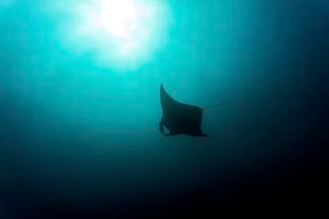 Manta Ray Stock Photos