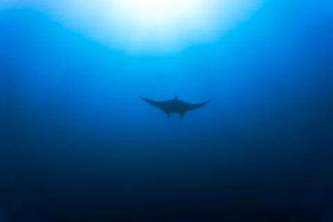 Manta ray Stock Photos
