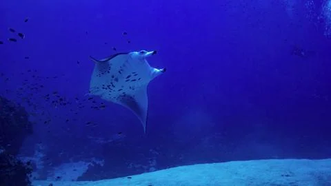 Manta ray Stock Photos