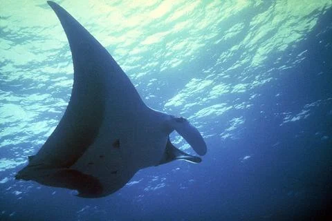Manta Ray Stock Photos