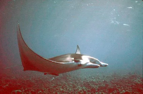 Manta Ray Stock Photos