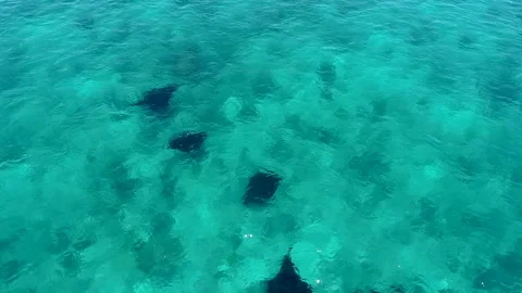 Manta ray Point.Blue lagoon. stingrays swimming. Labuan Bajo. drone aerial Vídeos de archivo 138288711