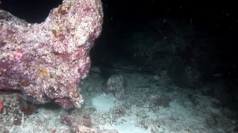 Manta ray ramp fish underwater on backgr... | Stock Video | Pond5