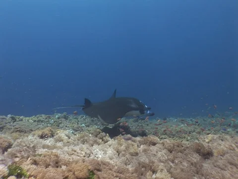 Manta Ray on reef Video stock 98477987