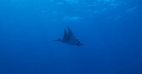 Manta ray at revillagigedo archipelago. Stock Footage 125838997