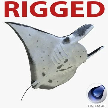 Manta Ray Rigged for Cinema 4D 3D Model