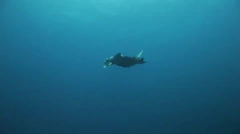 Manta ray rolling back in the water Stock Footage 22640448
