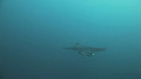 Manta ray rolling back in the water Stock Footage 22640481