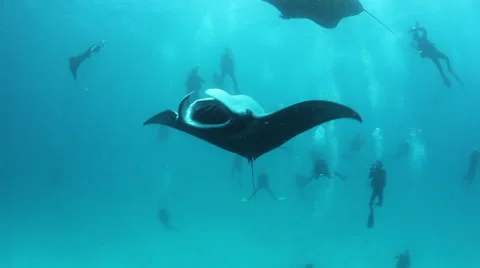 Manta ray rolls over and over Stock-Footage 48083098