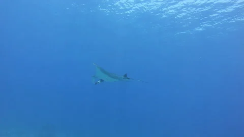 Manta Ray Sails Through the Vast Blue Ocean Waters Video stock 327017880