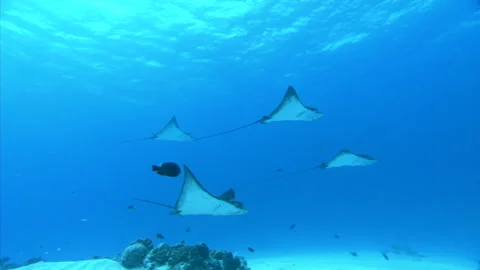 Manta Ray School Stock Footage 332779180